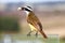 Great Kiskadee