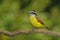 Great Kiskadee