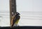 A Great kiskadee bird