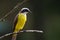 Great kiskadee perched on a branch