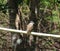 Great kiskadee perched on a little plastic pipe