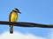 Great kiskadee perching on asteel cable. In the background, the blue sky.