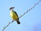 Great Kiskadee Pitangus sulphuratus