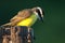 Great kiskadee, pitangus sulphuratus