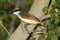 Great Kiskadee, pitangus sulphuratus, Adult standing on Branch, Los Lianos in Venezuela