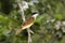 Great Kiskadee, pitangus sulphuratus, Adult standing on Branch, Los Lianos in Venezuela