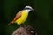 Great Kiskadee, Pitangus sulphuratus, bird from Costa Rica. Exotic tropic yellow tanager with white and black head, La Paz, Costa