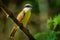 Great Kiskadee - Pitangus sulphuratus  passerine yellow and brown bird in the tyrant flycatcher family Tyrannidae, breeds in open