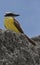 Great Kiskadee Singing