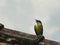 Great Kiskadee singing Pitangus sulphuratus Bem-te-vÃ­