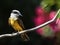 Great kiskadee sitting on the branch of a palm tree