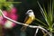 Great kiskadee sitting on a branch of a palm tree