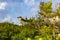 Great kiskadee sitting on fence at tropical Caribbean jungle nature