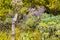 Great kiskadee sitting on fence at tropical Caribbean jungle nature