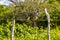 Great kiskadee sitting on fence at tropical Caribbean jungle nature