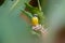 Great Kiskadee sitting on a flower