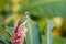 Great Kiskadee sitting on a flower