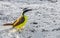 Great Kiskadee yellow bird birds eating sargazo on beach Mexico