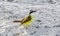 Great Kiskadee yellow bird birds eating sargazo on beach Mexico