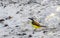 Great Kiskadee yellow bird birds eating sargazo on beach Mexico