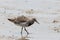 Great Knot in Australia