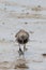 Great Knot in Australia