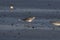 Great knot or Calidris tenuirostris observed at Akshi Beach in Alibag, India