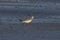 Great knot or Calidris tenuirostris observed at Akshi Beach in Alibag, India