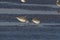 Great knot or Calidris tenuirostris observed at Akshi Beach in Alibag, India