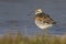 GREAT KNOT standing on the river bank among low grass