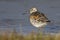 Great knot It stands on the bank of the little lake on a sunny