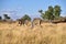 Great kudu antelopes, Africa