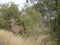 Great Kudu female Kruger National Park South Africa