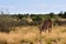 Great kudu male antelope