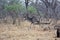 Great kudu in the wild of in Africa