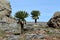 Great Lobelia in the Bale Mountains in Ethiopia