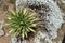 Great Lobelia in the Bale Mountains in Ethiopia