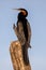 Great Long-tailed Cormorant, Kenya, Africa