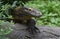 Great Look at a Komodo Dragon With Long Claws