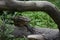 Great Look at a Komodo Monitor Lizard with Long Claws