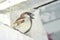 A great looking indian little sparrow in gray color feathers  over a roof of a door in my house. Shy creature is small and fast