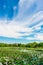 Great lotus pond landscape with blue sky horizon
