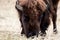 Great male Bison in field early winter grazing front view