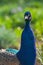 Great male peacock looks at you attentively