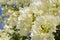 A great many bougainvillea flowers