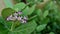 A great medicinal plant calotropis procera , Asclepiadaceae with flowers. Aak flower, herb