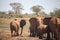 The great mighty red African elephants in Kenya in Tsavo east national park