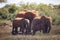 The great mighty red African elephants in Kenya in Tsavo east national park