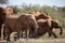 The great mighty red African elephants in Kenya in Tsavo east national park