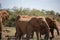 The great mighty red African elephants in Kenya in Tsavo east national park